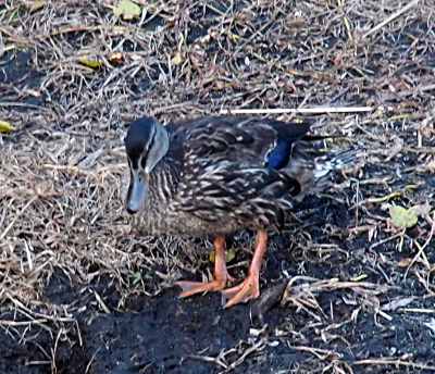 [A mallard stands on the dirt near the water's edge. Her left foot is missing not only the webbing, but also nearly all of the left-most toe of that foot. Her left foot is missing about half the left-most toe on that foot.]